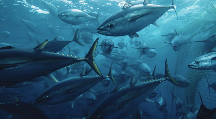 Nuevo en Netflix Marzo 2021, Seaspiracy: La Pesca Insostenible.